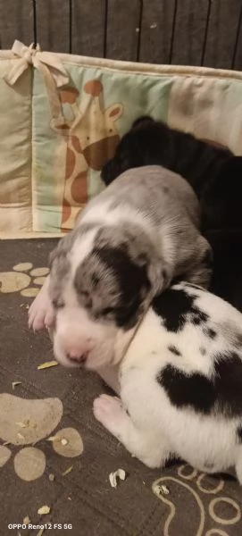 Alano Gran danese  | Foto 5