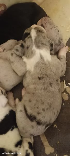 Alano Gran danese  | Foto 4