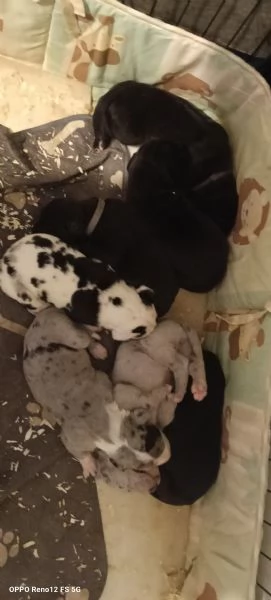 Alano Gran danese  | Foto 3