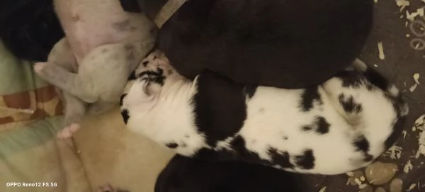 Alano Gran danese  | Foto 0