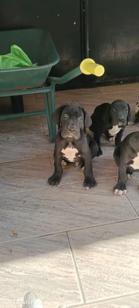Cuccioli di Alano  | Foto 3