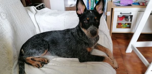 Cucciola cattle dog 