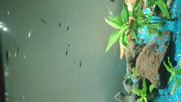 Vendo o scambio Guppy e Black Molly ballon 