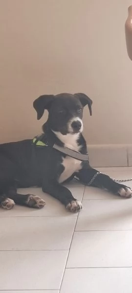 Regalo cucciolo 4 mesi mamma amstaff padre pastore tedesco 