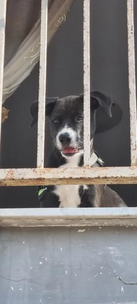 Regalo cucciolo 4 mesi mamma amstaff padre pastore tedesco  | Foto 2