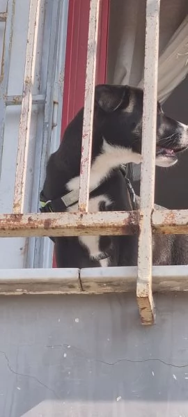 Regalo cucciolo 4 mesi mamma amstaff padre pastore tedesco  | Foto 1