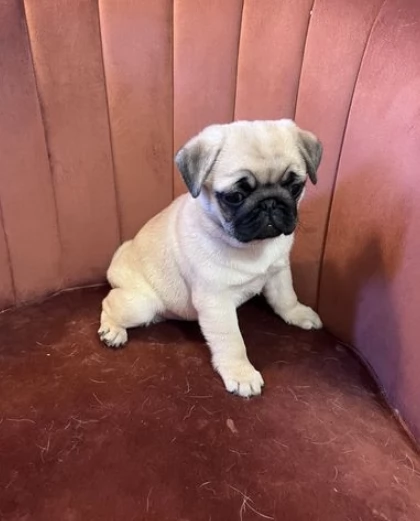 Meravigliosi cuccioli di carlino