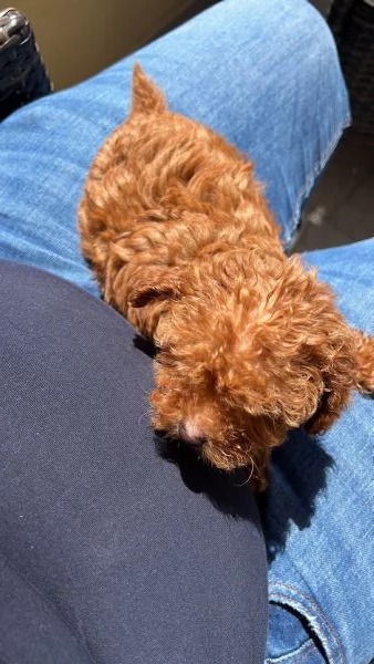 Barboncina miniature di 7 mesi