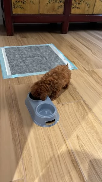 Barboncina miniature di 7 mesi | Foto 5