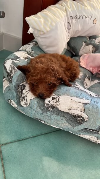 Barboncina miniature di 7 mesi | Foto 4