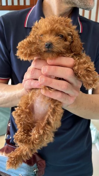 Barboncina miniature di 7 mesi | Foto 3