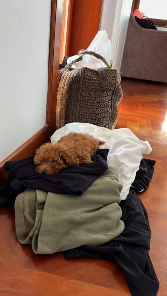 Barboncina miniature di 7 mesi | Foto 2