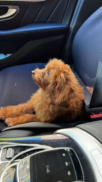 Barboncina miniature di 7 mesi | Foto 1