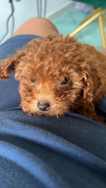 Barboncina miniature di 7 mesi | Foto 0