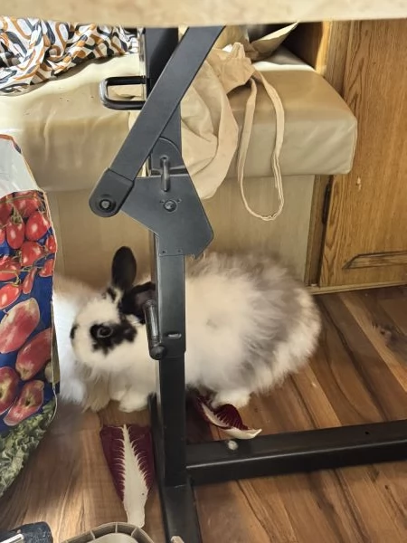 Coniglio smarrito | Foto 2