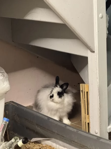 Coniglio smarrito | Foto 1