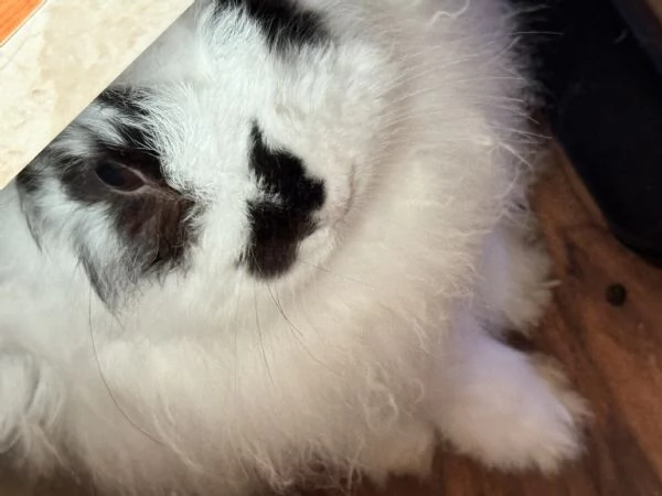 Coniglio smarrito | Foto 0