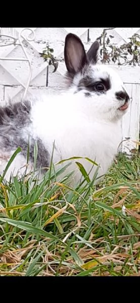 Coniglio smarrito