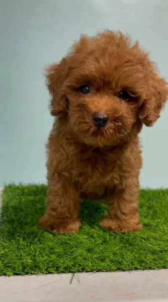 Cuccioli di Barboncino cercano casa piena d'amore! | Foto 0