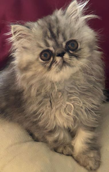 Gattini Persiani Ipertipici  | Foto 4