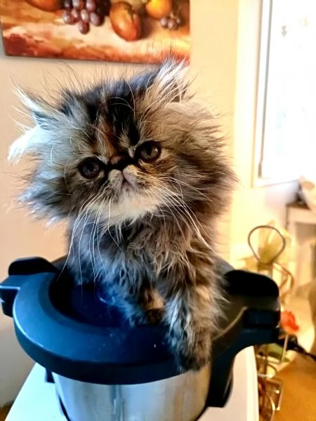 Gattini Persiani Ipertipici 