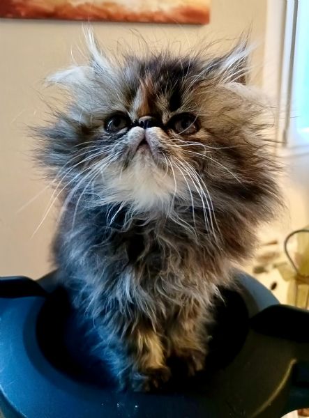 Gattini Persiani Ipertipici  | Foto 3