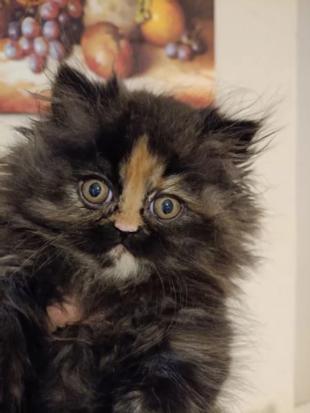 Gattini Persiani Ipertipici  | Foto 2