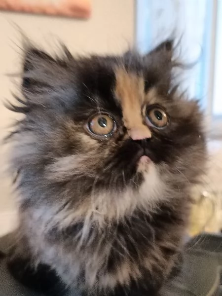 Gattini Persiani Ipertipici  | Foto 0