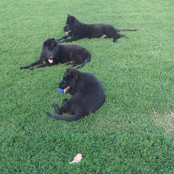 Pastore Tedesco a Pelo Lungo – Cuccioli | Foto 6