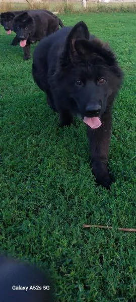 Pastore Tedesco a Pelo Lungo – Cuccioli | Foto 5