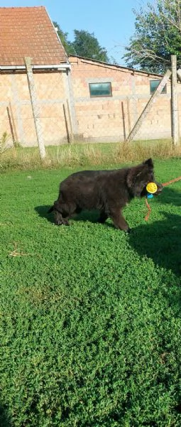 Pastore Tedesco a Pelo Lungo – Cuccioli | Foto 4