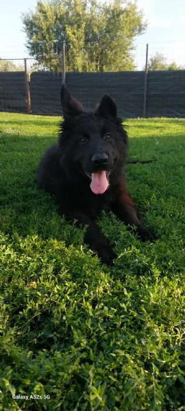 Pastore Tedesco a Pelo Lungo – Cuccioli