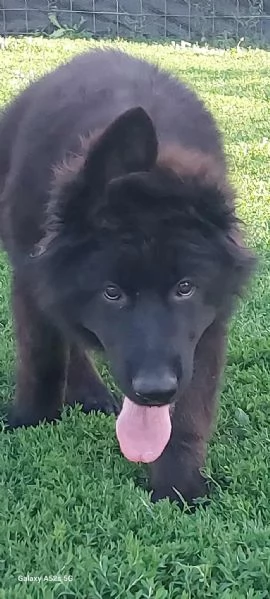 Pastore Tedesco a Pelo Lungo – Cuccioli | Foto 2