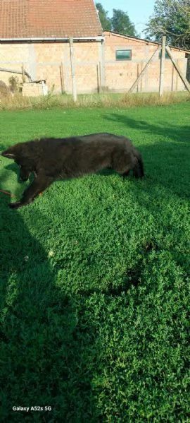 Pastore Tedesco a Pelo Lungo – Cuccioli | Foto 1