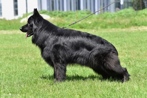 Pastore Tedesco a Pelo Lungo – Cuccioli | Foto 0
