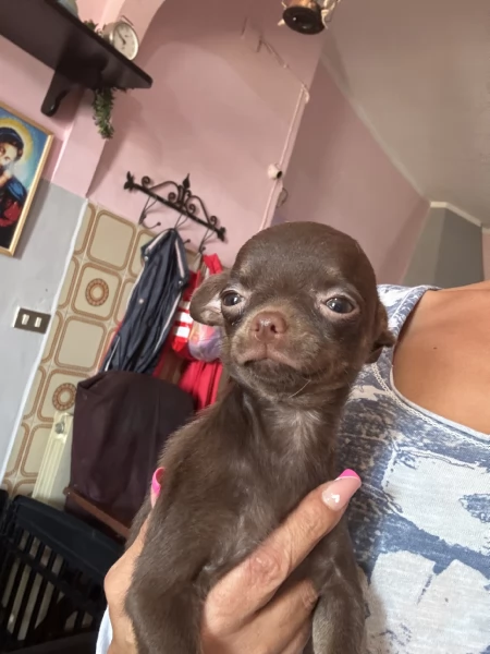 Chihuahua disponibili 