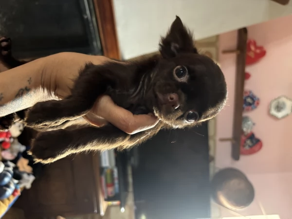 Chihuahua disponibili  | Foto 1