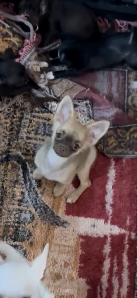 Chihuahua disponibili  | Foto 0