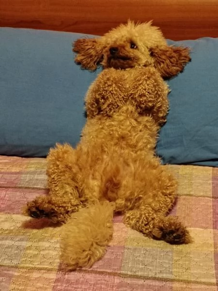 GentilCane cerca Fidanzata