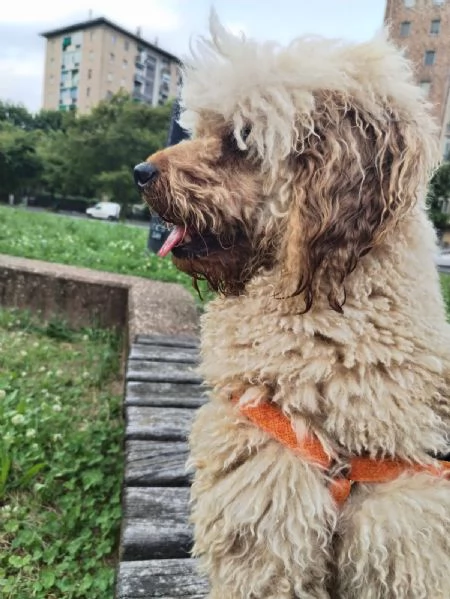 GentilCane cerca Fidanzata | Foto 1