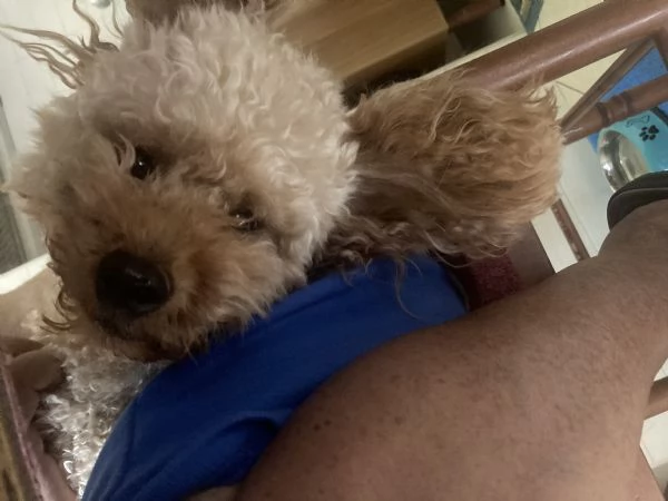 GentilCane cerca Fidanzata | Foto 0