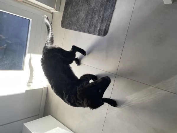 Incrocio pastore australiano e pastore lagorai | Foto 0