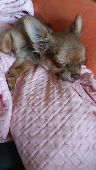 Chihuahua con Pedigree | Foto 2