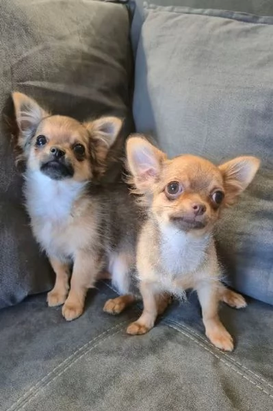 Chihuahua con Pedigree | Foto 1