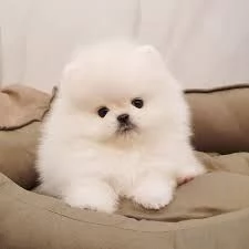 Cuccioli Pomeranian