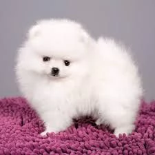 Cuccioli Pomeranian | Foto 0