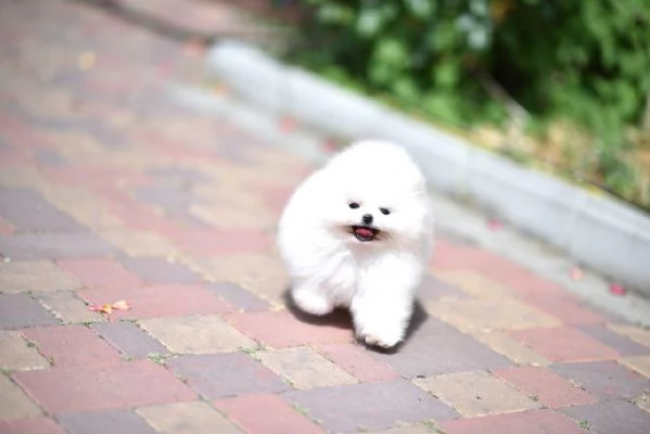Cuccioli di Spitz Pomerania mini toy | Foto 0