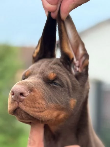 Doberman – Bellissimi Cuccioli | Foto 1