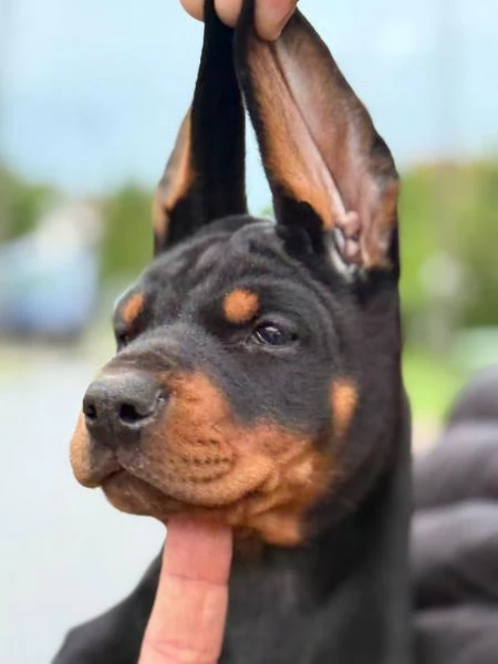 Doberman – Bellissimi Cuccioli | Foto 0