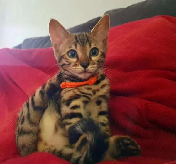 Splendidi, dolcissimi gattini del Bengala di razza pura